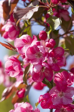 Malus 'Rudolph' cépée 200-250