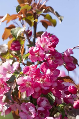 Malus 'Rudolph' cépée 200-250