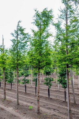 Metasequoia glyptostroboides haute-tige 14/16