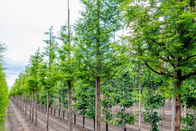 Metasequoia glyptostroboides haute-tige 14/16