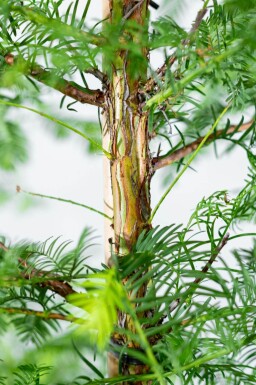 Metasequoia glyptostroboides haute-tige 14/16