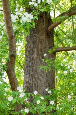 Metasequoia glyptostroboides haute-tige 14/16