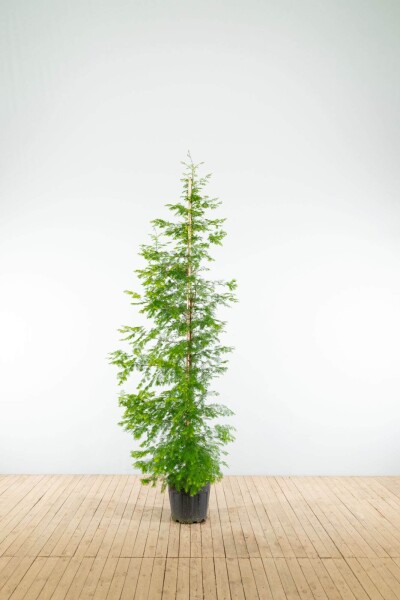 Metasequoia glyptostroboides baliveau 16/18