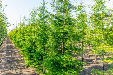 Metasequoia glyptostroboides baliveau 16/18