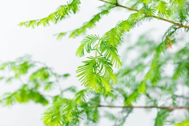 Metasequoia glyptostroboides baliveau 16/18