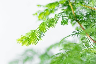Metasequoia glyptostroboides baliveau 16/18