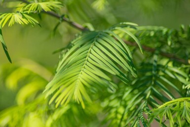 Metasequoia glyptostroboides baliveau 16/18