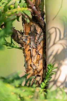 Metasequoia glyptostroboides baliveau 16/18