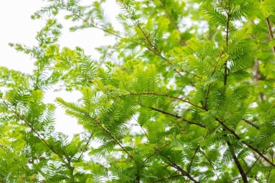 Metasequoia glyptostroboides baliveau 16/18