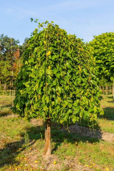 Morus alba 'Pendula' haute-tige 12/14 225cm tronc