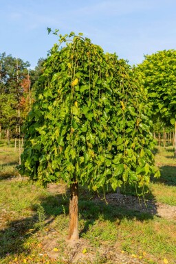 Morus alba 'Pendula' haute-tige 12/14 225cm tronc
