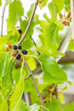 Morus alba 'Pendula' demi-tige