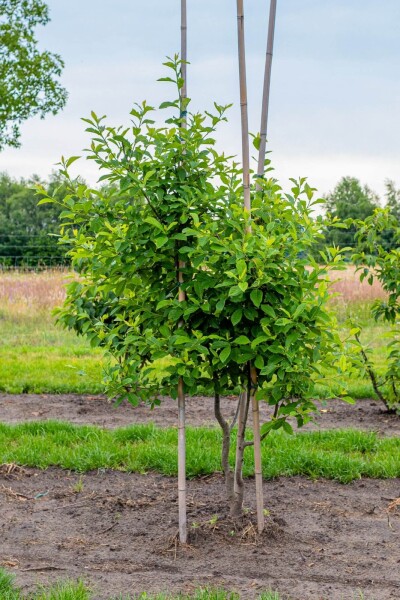 Nyssa sylvatica cépée 250-300