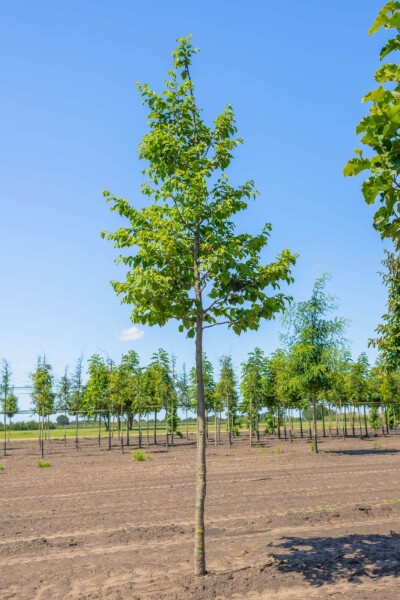 Ostrya carpinifolia haute-tige 18/20