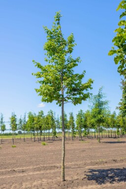 Ostrya carpinifolia haute-tige 18/20