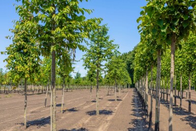 Ostrya carpinifolia haute-tige 18/20
