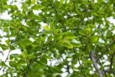 Ostrya carpinifolia haute-tige 18/20