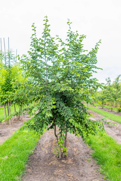 Ostrya carpinifolia cépée 200-250