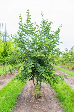 Ostrya carpinifolia cépée 200-250