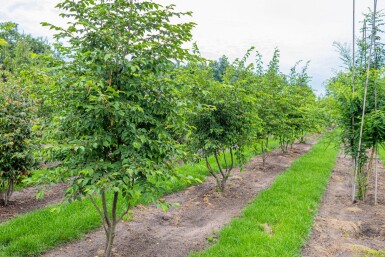 Ostrya carpinifolia cépée 200-250