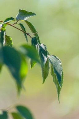 Ostrya carpinifolia cépée 200-250