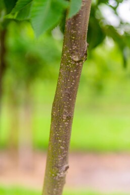 Ostrya carpinifolia cépée 200-250