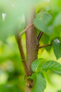 Ostrya carpinifolia cépée 200-250