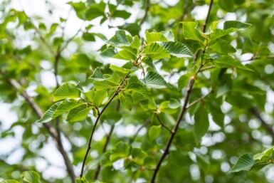 Ostrya carpinifolia cépée 200-250