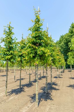 Parrotia persica haute-tige 10/12