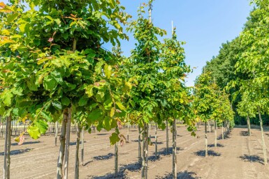 Parrotia persica haute-tige 10/12