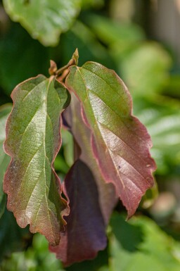 Parrotia persica haute-tige 10/12