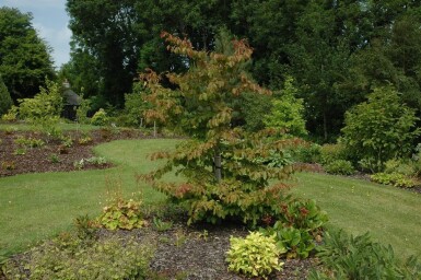 Parrotia persica haute-tige 10/12