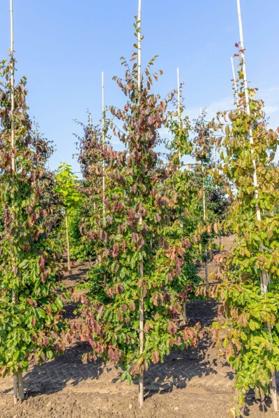 Parrotia persica baliveau 8/10