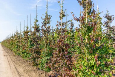 Parrotia persica baliveau 8/10