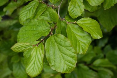 Parrotia persica baliveau 8/10