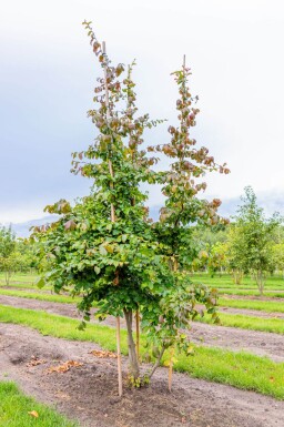Parrotia persica cépée 200-250