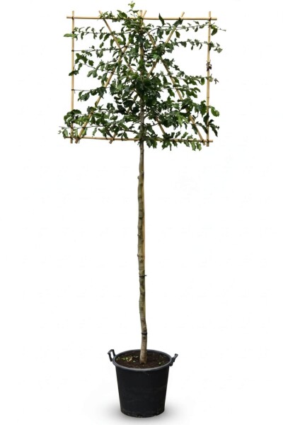 Parrotia persica espalier 12/14 200cm tronc 150b x 120h