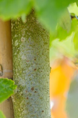 Parrotia persica espalier 12/14 200cm tronc 150b x 120h