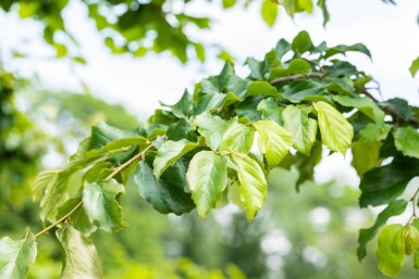 Parrotia persica espalier 12/14 200cm tronc 150b x 120h