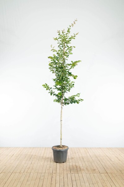 Parrotia persica 'Vanessa' haute-tige 6/8