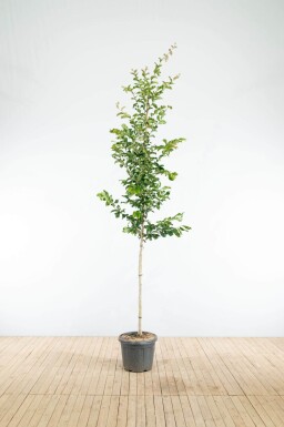 Parrotia persica 'Vanessa' haute-tige 6/8