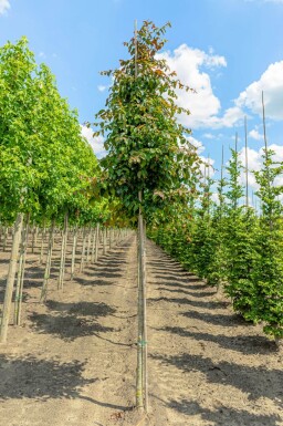 Parrotia persica 'Vanessa' haute-tige 6/8