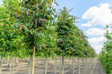 Parrotia persica 'Vanessa' haute-tige 6/8
