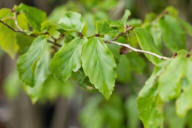 Parrotia persica 'Vanessa' haute-tige 6/8