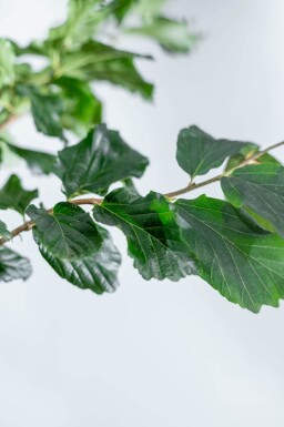 Parrotia persica 'Vanessa' baliveau
