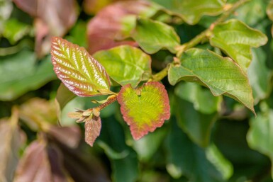 Parrotia persica 'Vanessa' baliveau