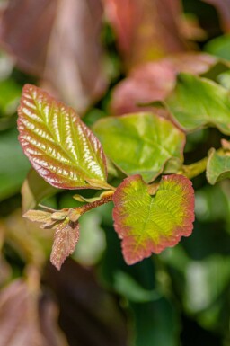 Parrotia persica 'Vanessa' baliveau