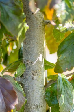 Parrotia persica 'Vanessa' baliveau