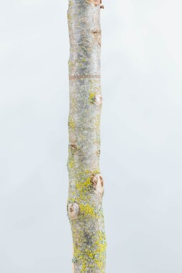 Parrotia persica 'Vanessa' baliveau
