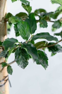 Parrotia persica 'Vanessa' cépée 250-300